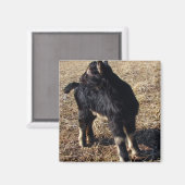 Black and Tan Kid Magnet (Vorderseite/Rückseite)