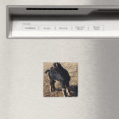 Black and Tan Kid Magnet (In Situ (Geschirrspüler))