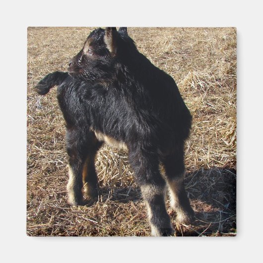 Black and Tan Kid Magnet (Vorne)