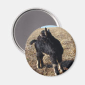 Black and Tan Kid Magnet (Vorderseite/Rückseite)