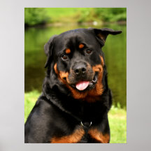 Black and Tan Rottweiler Puppy Dog
