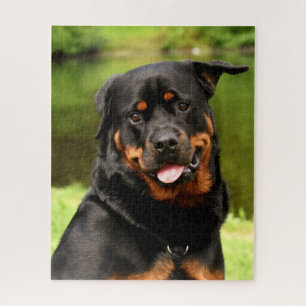 Black and Tan Rottweiler Puppy Dog Puzzle