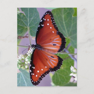 Black and White and Red All Over Postkarte