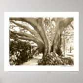 Black and White Big Tree Los Angeles Griffith Park Poster (Vorne)