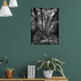 black and white birch forest poster