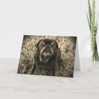 black and white Black Pug greeting card Karte