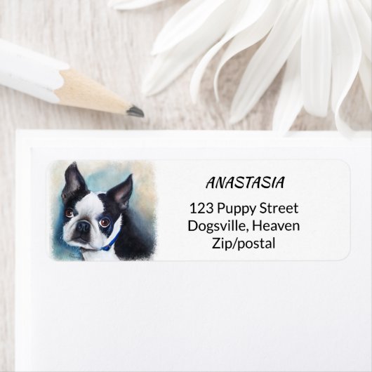 BLACK AND WHITE BOSTON TERRIER (Insitu)
