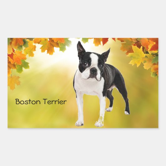 Black and White Boston Terrier Rechteckiger Aufkleber (Vorderseite)