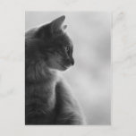 Black and White, Cat in Profile. Postkarte<br><div class="desc">Beautiful postcard for Cat lover. In soft monochrome,  with the image of a cute Cat in profile. Cheer up someone's day with this cutie!</div>