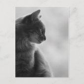 Black and White, Cat in Profile. Postkarte (Vorderseite)