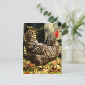 Black and white Chicken Postkarte (Stehend Vorderseite)