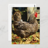 Black and white Chicken Postkarte (Vorne/Hinten)