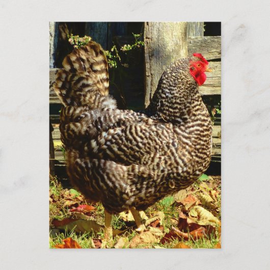 Black and white Chicken Postkarte (Vorderseite)
