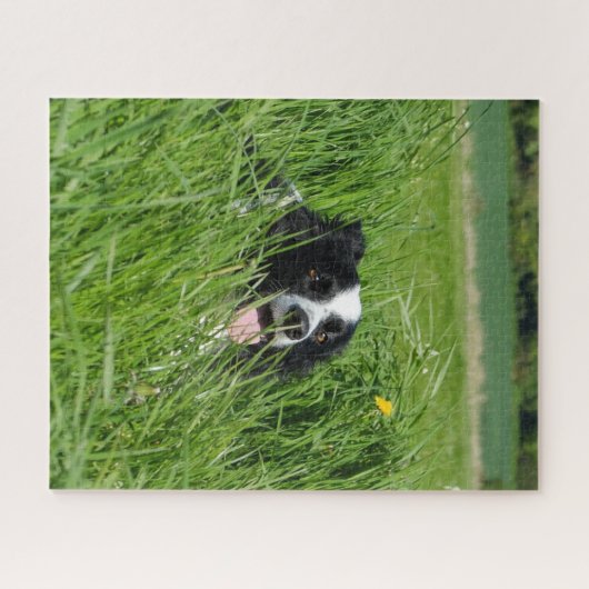 Black and White Collie in Grass Puzzle (Horizontal)
