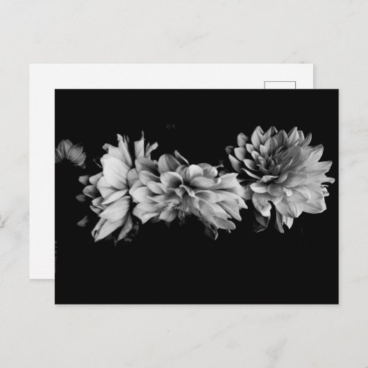 Black-and-White Dahlia Trio Feiertagspostkarte (Vorne/Hinten)