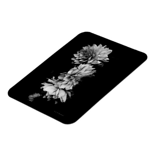 Black-and-White Dahlia Trio Magnet (Linke Seite)