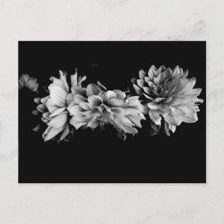 Black-and-White Dahlia Trio Postkarte