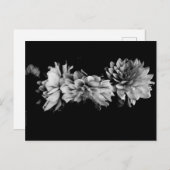 Black-and-White Dahlia Trio Postkarte (Vorne/Hinten)