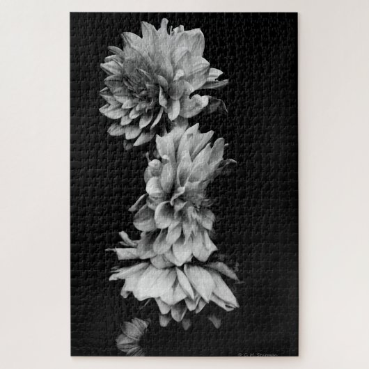 Black-and-White Dahlia Trio Puzzle (Vertikal)