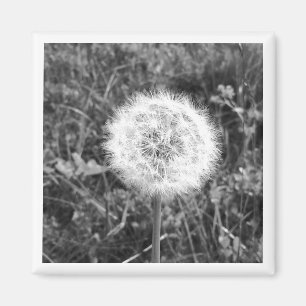 Black and white dandelion magnet