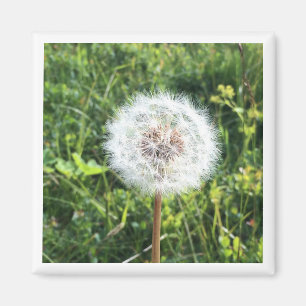 Black and white dandelion magnet