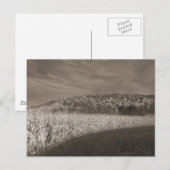 Black and White Fields Of Grain Postkarte (Vorne/Hinten)