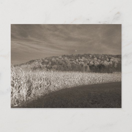 Black and White Fields Of Grain Postkarte (Vorderseite)