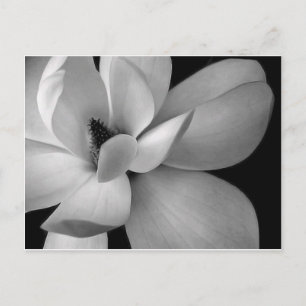 black-and-white-flower-7256-hd-wallpapers.jpg postkarte