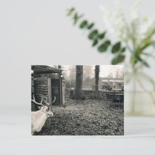Black and white foto of reindeer and sleigh postkarte (Stehend Vorderseite)