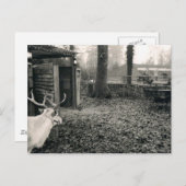 Black and white foto of reindeer and sleigh postkarte (Vorne/Hinten)
