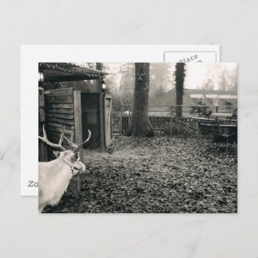 Black and white foto of reindeer and sleigh postkarte (Vorne/Hinten)