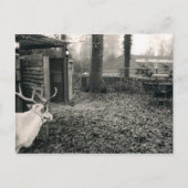 Black and white foto of reindeer and sleigh postkarte (Vorderseite)