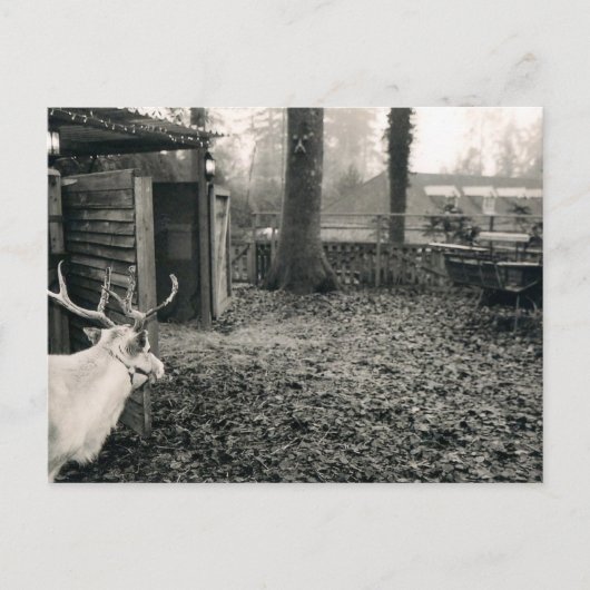 Black and white foto of reindeer and sleigh postkarte (Vorderseite)