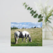Black and White Horse / Pony Postcard Postkarte (Stehend Vorderseite)