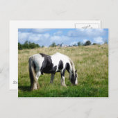 Black and White Horse / Pony Postcard Postkarte (Vorne/Hinten)