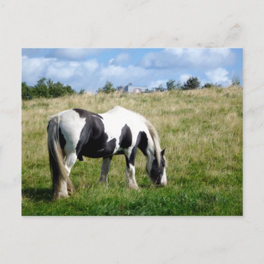 Black and White Horse / Pony Postcard Postkarte (Vorderseite)