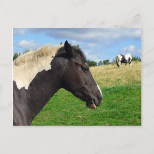 Black and White Horses / Ponys Postkarte