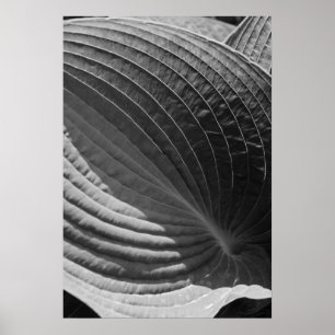 Black and White Hosta Leaf Poster