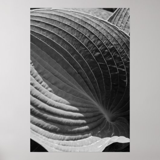 Black and White Hosta Leaf Poster (Vorne)