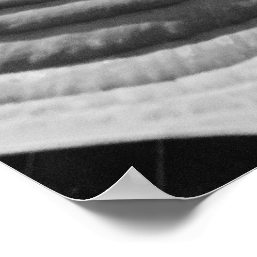 Black and White Hosta Leaf Poster (Ecke)