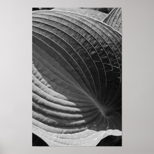 Black and White Hosta Leaf Poster (Vorne)