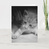 Black and White Kitten Fotograph Karte (Vorderseite)