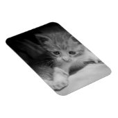 Black and White Kitten Fotograph Magnet (Rechte Seite)
