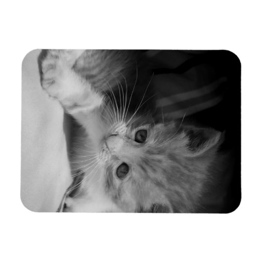 Black and White Kitten Fotograph Magnet (Horizontal)