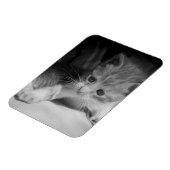 Black and White Kitten Fotograph Magnet (Linke Seite)