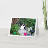 Black and White Kitten on Rockery Karte (Vorderseite)