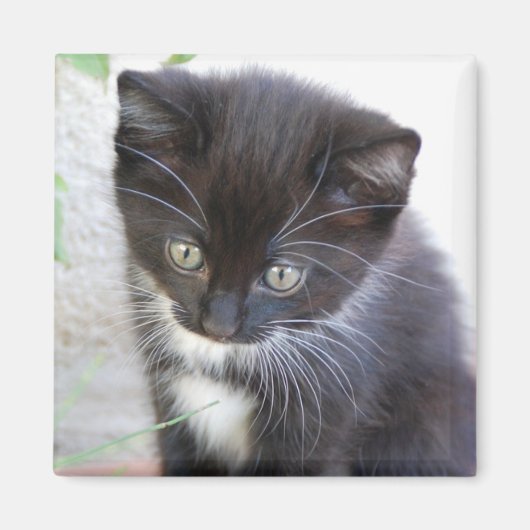 Black and White Kitten Photo Magnet (Vorne)