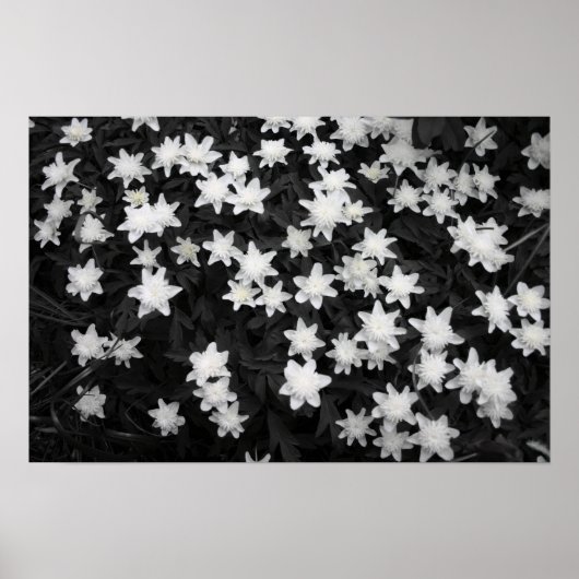 Black and White Meadows Poster (Vorne)
