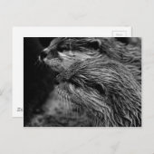 black and white otters postkarte (Vorne/Hinten)