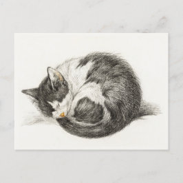 Black and white pencil drawing of a sleeping cat postkarte